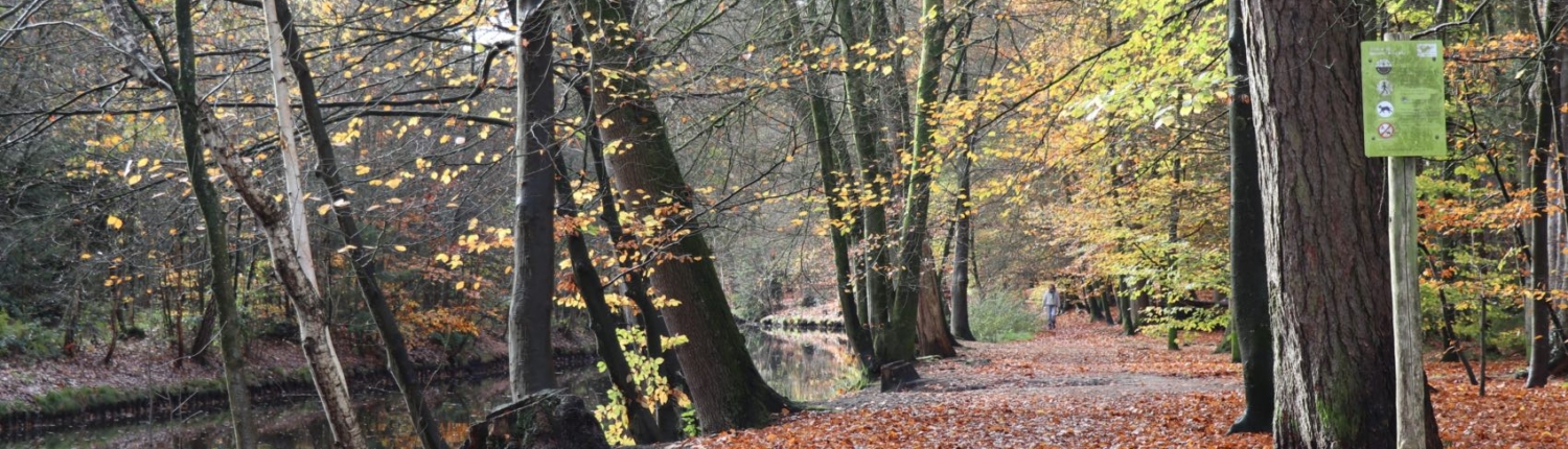 Lockhorsterbos herfst