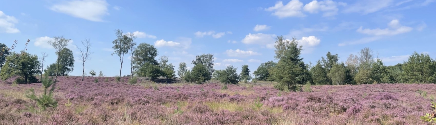 Heideveld Den Treek-1