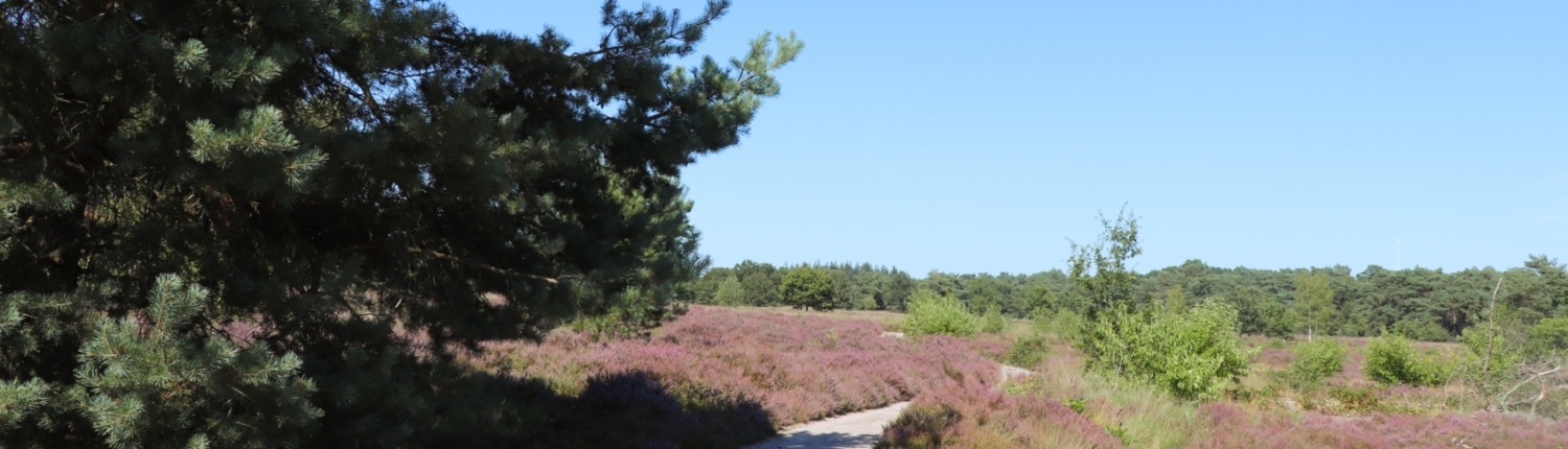 Heideveld Den Treek